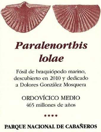 Paralenorthis